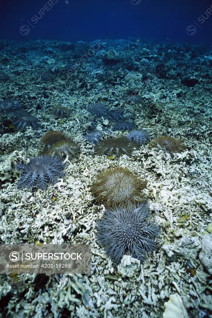 Crown-of-thorns Starfish (Acanthaster planci) population explosion, venomous starfish feed on and damage coral reefs, cause of explosion is a mystery, Palau