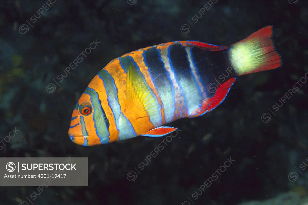 Tuskfish (Choerodon sp) a Wrasse with typical large teeth, swimming underwater, Great Barrier Reef, Australia