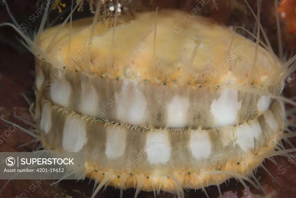 Spiny Scallop (Chlamys hastata) swimming with multiple eyes visible along the mantle, Vancouver Island, British Columbia, Canada