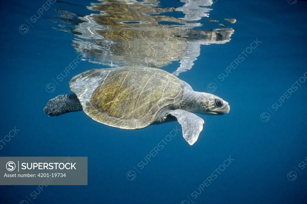 Olive Ridley Sea Turtle (Lepidochelys olivacea) swimming in open ocean, Galapagos Islands, Ecuador