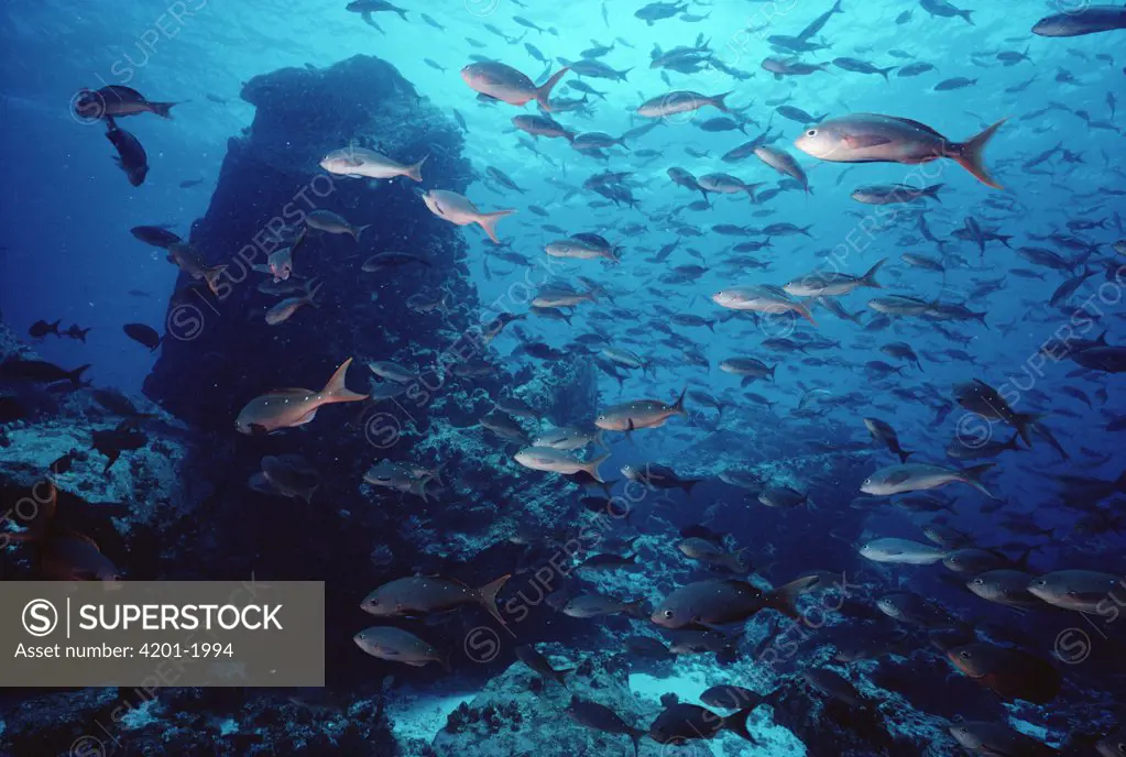 Pacific Creolefish (Paranthias colonus) school of fish, Devil's Crown, Galapagos Islands, Ecuador