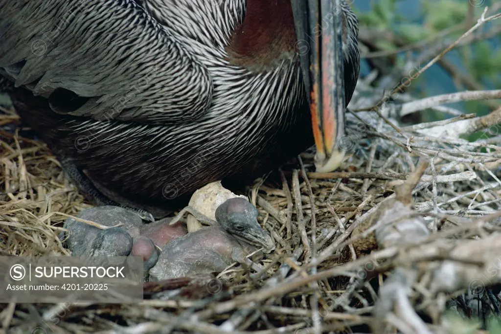 Brown Pelican (Pelecanus occidentalis) parent brooding naked and blind hatchlings, Tagus Cove, Isabella Island, Galapagos Islands, Ecuador