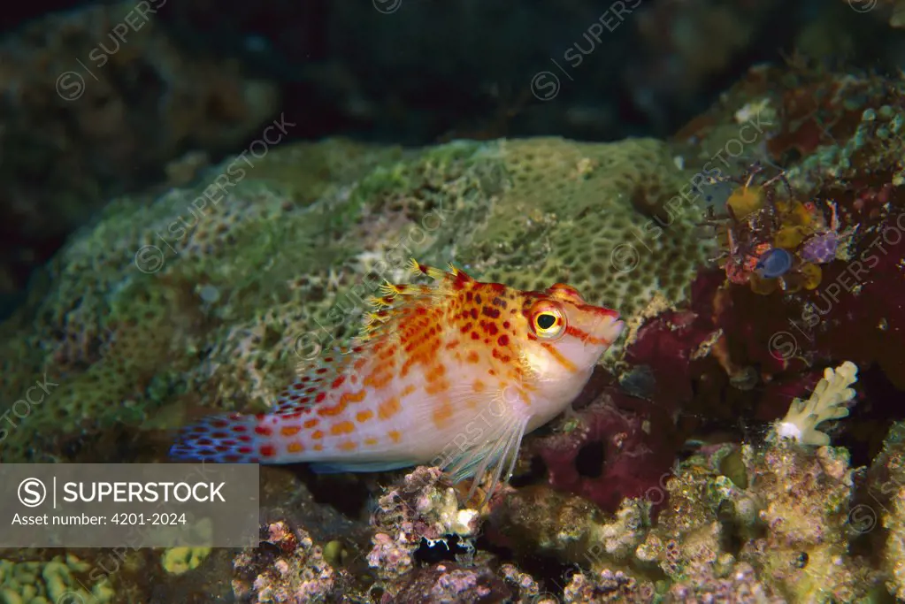 Dwarf Hawkfish (Cirrhitichthys falco), Milne Bay, Papua New Guinea