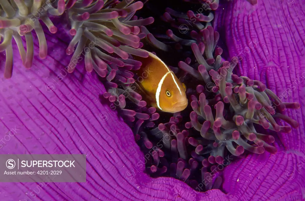 Pink Anemonefish (Amphiprion perideraion) nestled among the tentacles of its Sea Anemone host, Great Barrier Reef, Queensland, Australia