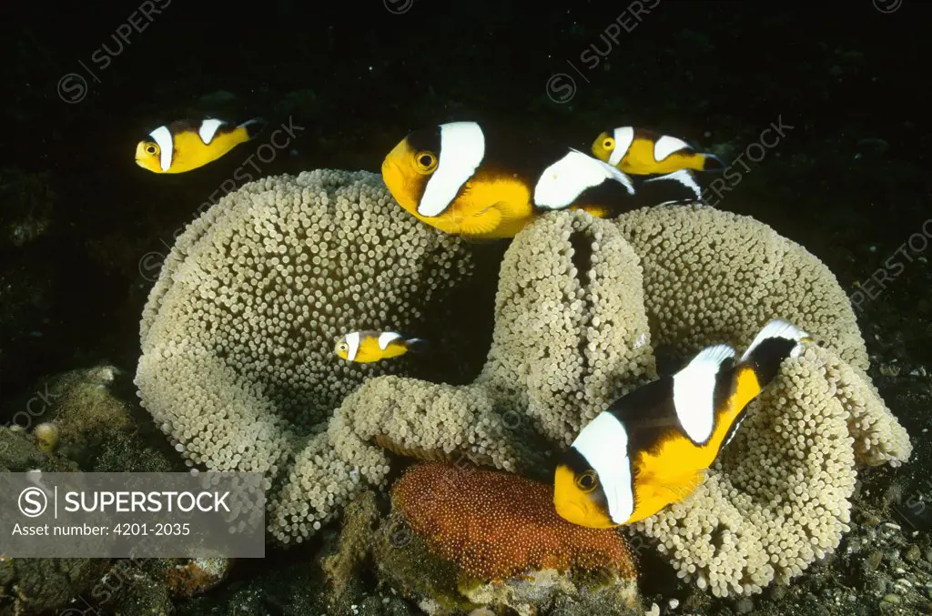 Saddleback Anemonefish (Amphiprion polymnus) living with Haddon's Sea Anemone (Stichodactyla haddoni) note Red Anemonefish eggs on rock in front of Sea Anemone, Papua New Guinea