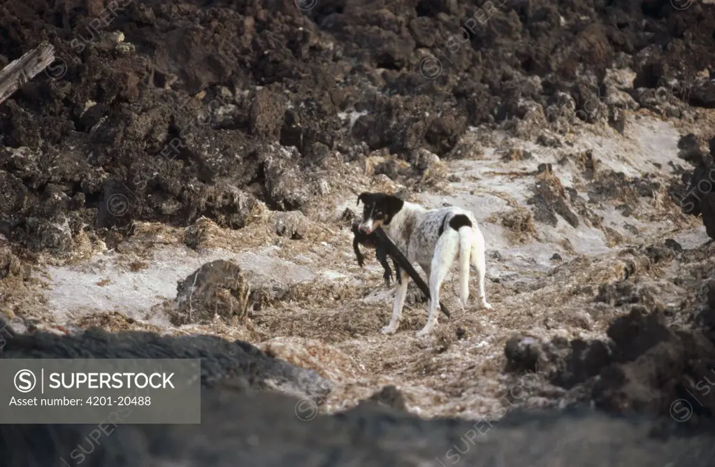 Feral Dog (Canis familiaris) preying on Marine Iguana (Amblyrhynchus cristatus), Galapagos Islands, Ecuador