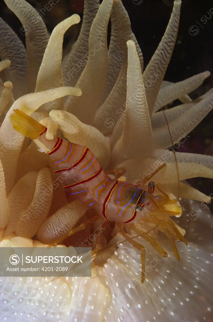 Clown Shrimp (Lebbeus grandimanus) living with a Fernald Brooding Anemone (Cribrinopsis fernaldi), British Columbia, Canada