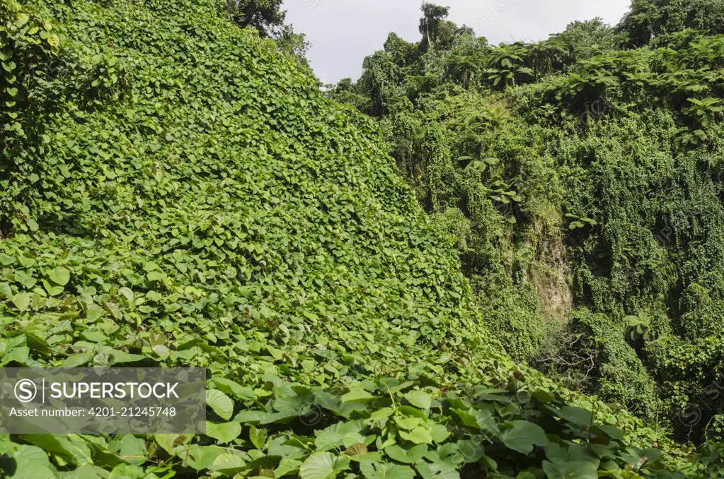 Mile-a-minute Vine (Mikania micrantha) a highly invasive species, Bouma National Park, Fiji