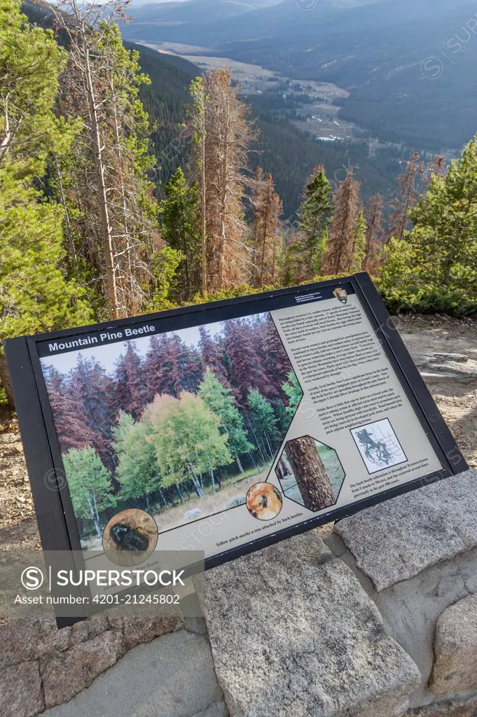 Mountain Pine Beetle (Dendroctonus ponderosae) interpretive sign, Rocky Mountain National Park, Colorado