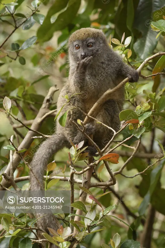Grey Bamboo Lemur (Hapalemur griseus) feeding, Andasibe, Madagascar