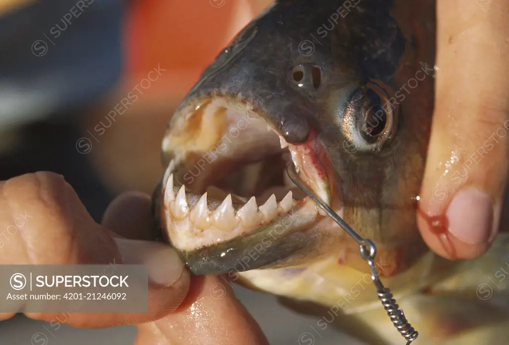 Blacktail Piranha (Pygocentrus piraya) on hook showing sharp teeth, Pantanal, Brazil