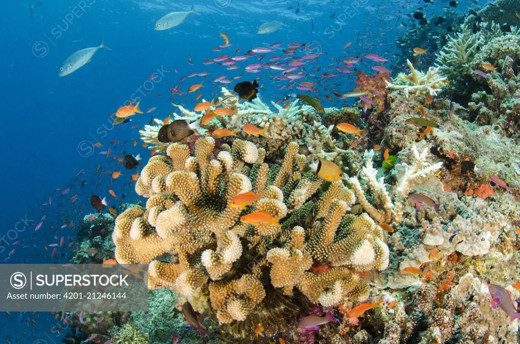 Coral reef showing diversity of corals, Fiji