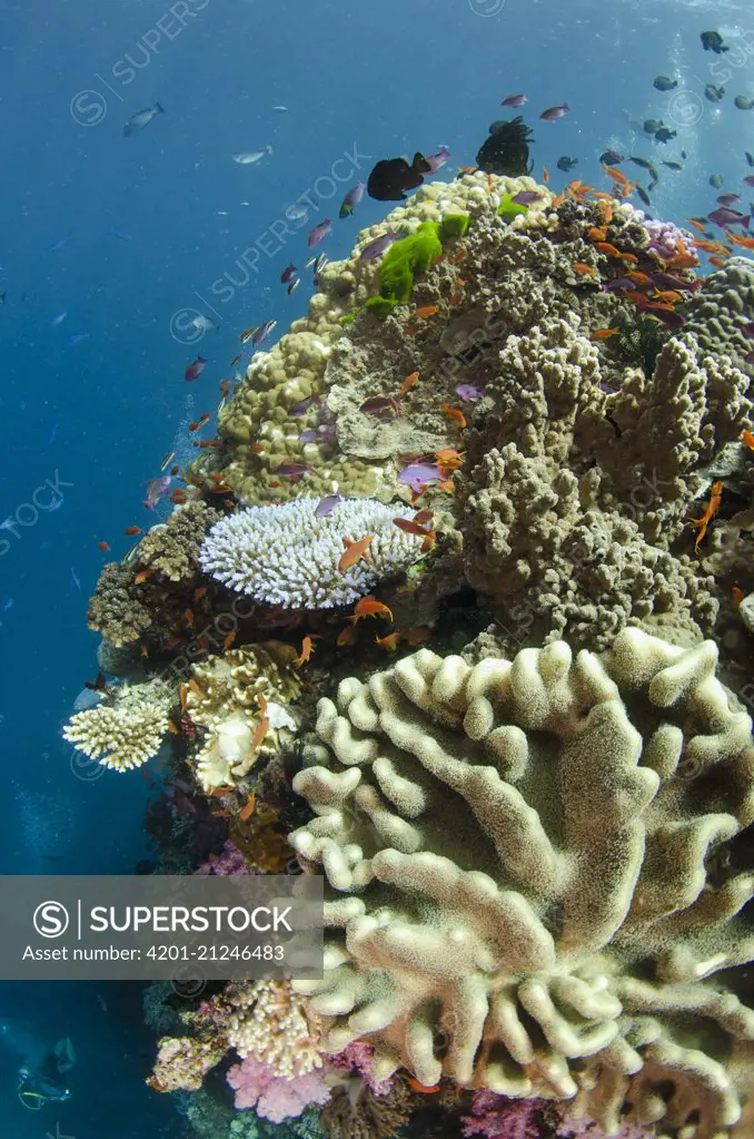 Coral reef showing diversity of corals, Fiji