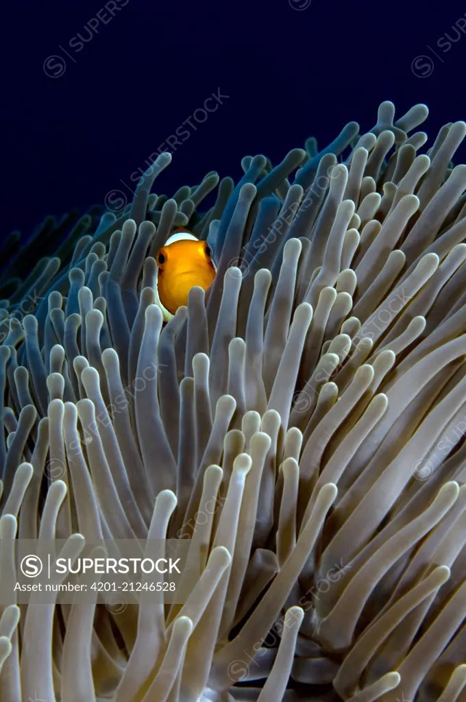 Clown Anemonefish (Amphiprion ocellaris) in Magnificent Sea Anemone (Heteractis magnifica) host, Lombok, Indonesia