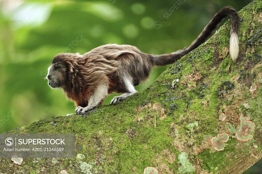 White-footed Tamarin (Saguinus leucopus), Medellin, Antioquia, Colombia