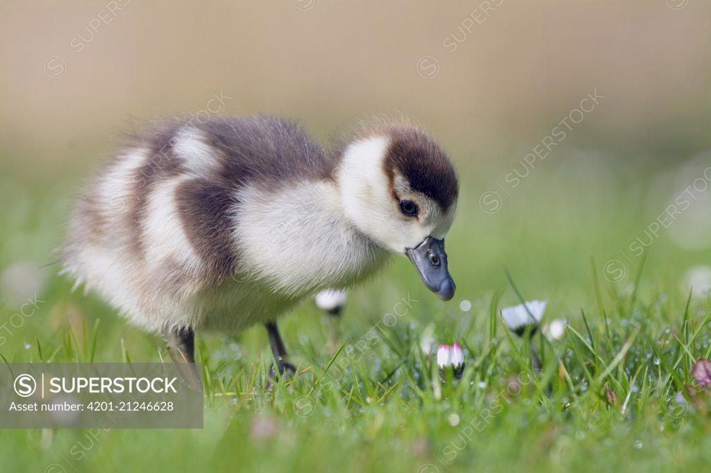 Duck-flower stock photo - Minden Pictures