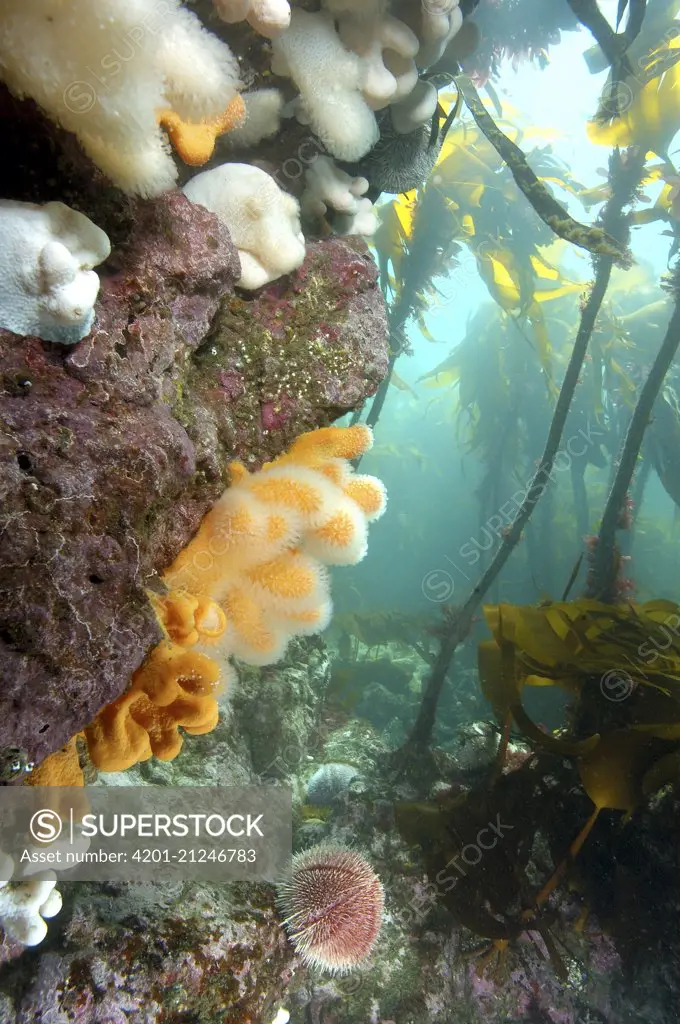 Dead Man's Fingers (Alcyonium digitatum) soft coral and kelp, Saint Abbs, Scotland