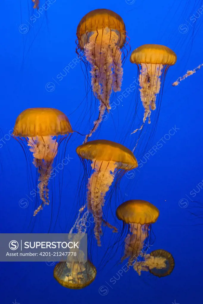 Pacific Sea Nettle (Chrysaora fuscescens) jellyfish, Monterey Bay Aquarium, California