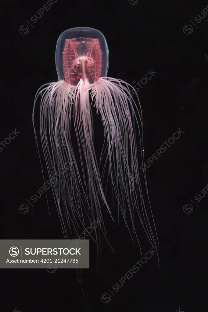 Jellyfish (Spirocodon saltator), Japan