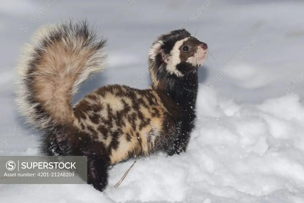 Marbled Polecat (Vormela peregusna) in defensive posture in snow, native to Europe and Asia