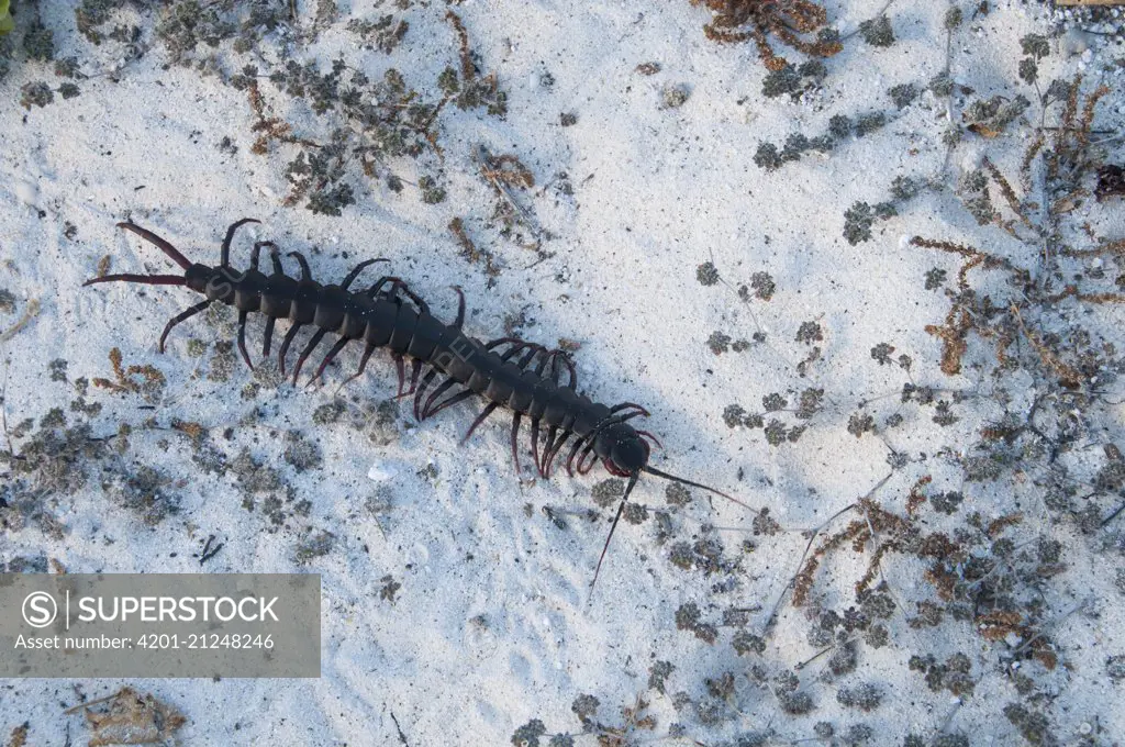 Galapagos Centipede (Scolopendra galapagoensis), Gardner Bay, Espanola Island, Galapagos Islands, Ecuador