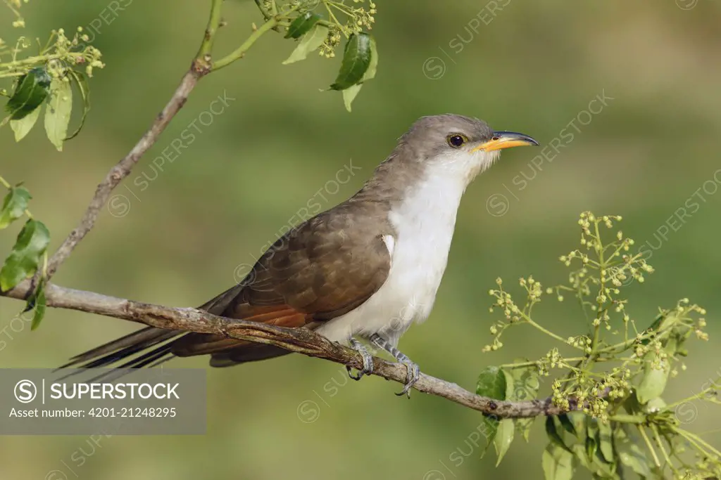 Yellow-billed Cuckoo (Coccyzus americanus) male, Texas