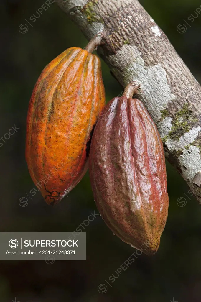 Cocoa (Theobroma cacao) fruit, Ilheus, Brazil