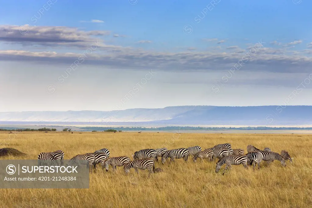 Burchell's Zebra (Equus burchellii) herd grazing in savanna, Masai Mara, Kenya