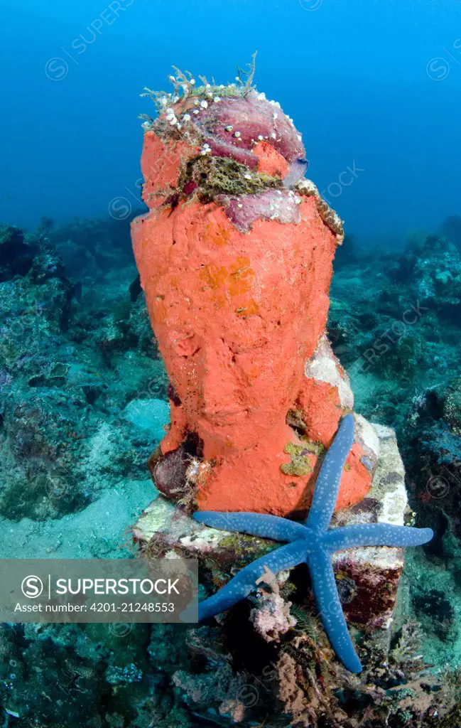 Coral and blue starfish on statue, Bali, Indonesia