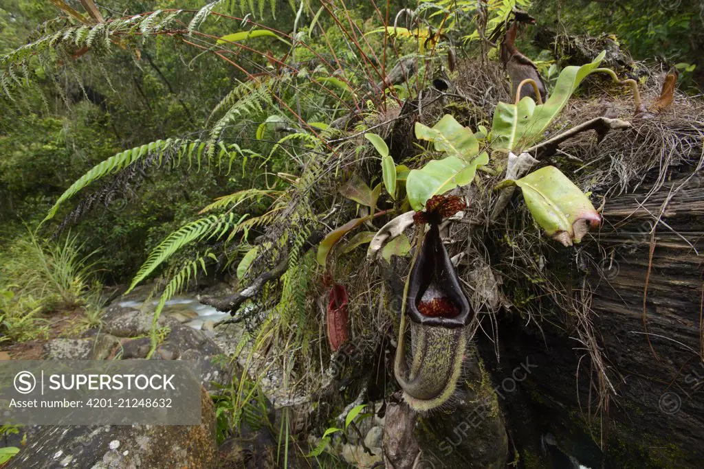 Pitcher Plant (Nepenthes eymae), Sulawesi, Gunung Lumut, Indonesia