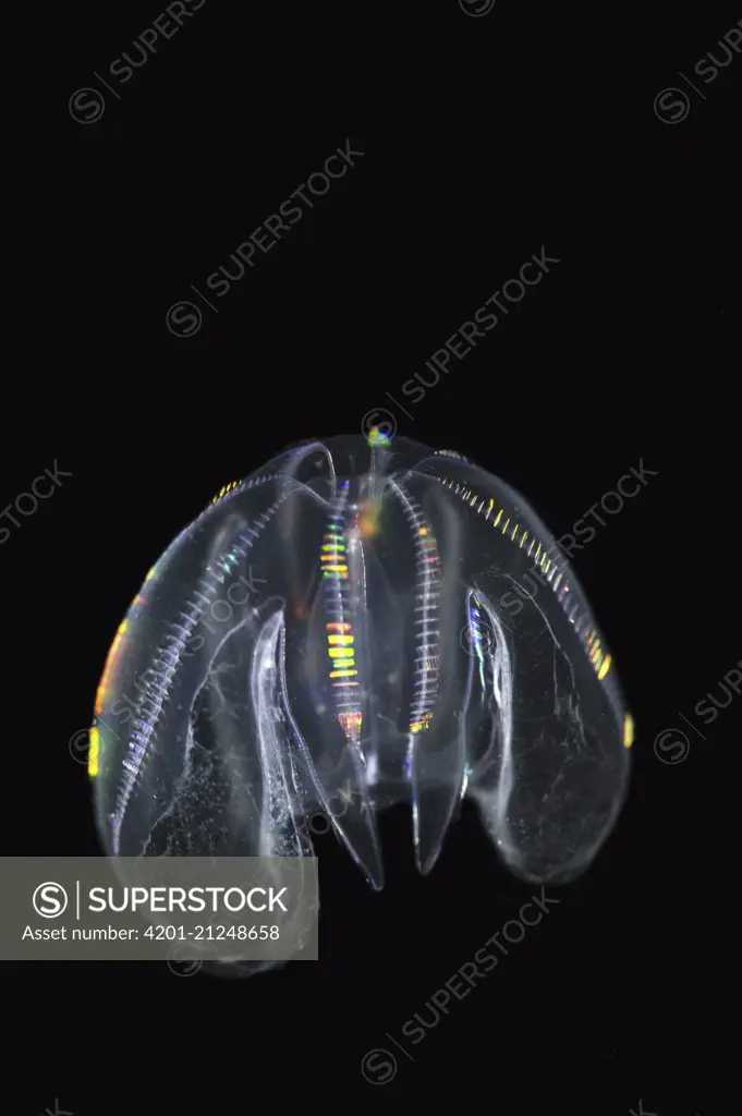 Sea Walnut (Mnemiopsis leidyi) jellyfish, North Sea, Belgium