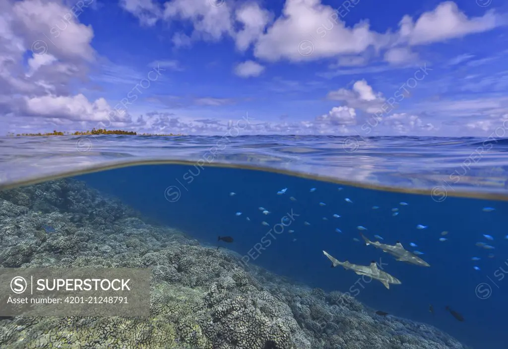 Black-tip Reef Shark (Carcharhinus melanopterus) pair swimming over reef, Tahiti, French Polynesia