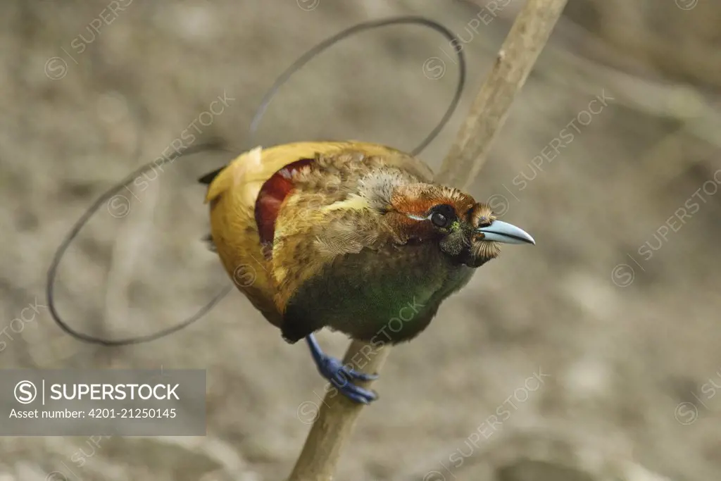 Magnificent Bird-of-paradise (Cicinnurus magnificus) male at display area, Arfak Mountains, West Papua, Indonesia