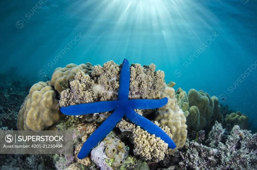 Blue Sea Star (Linckia laevigata), Fiji