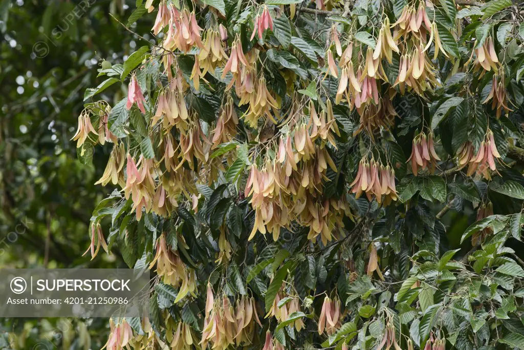 Philippine Mahogany (Shorea almon) developing fruit during mass fruiting season, Danum Valley Field Center, Sabah, Borneo, Malaysia