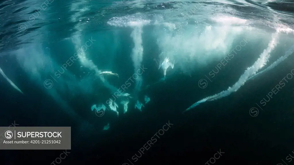 Northern Gannet (Morus bassanus) fishing underwater, North Sea, Scotland