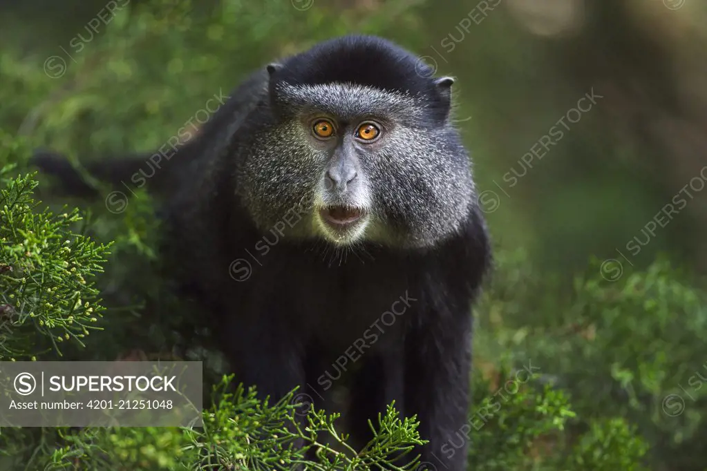 Blue Monkey (Cercopithecus mitis) juvenile, Kakamega Forest Reserve, Kenya