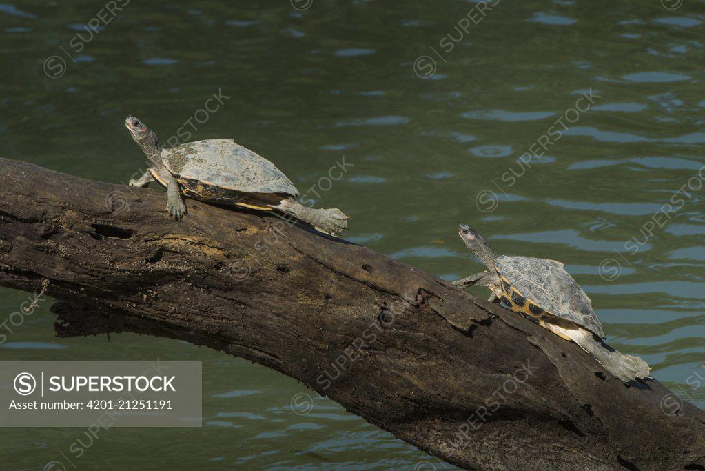 Assam Roofed Turtle (Pangshura sylhetensis) pair basking, Kaziranga ...