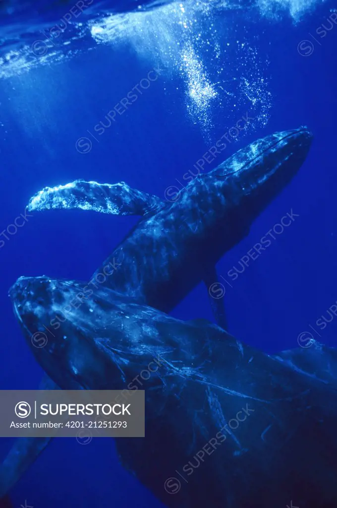 Humpback Whale (Megaptera novaeangliae) singer blowing bubbles with joiner in foreground, Maui, Hawaii- Notice must accompany publication; photo obtained under NMFS permit 987