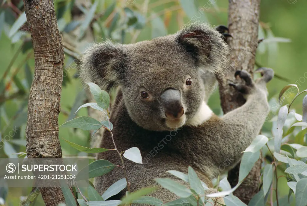 Koala (Phascolarctos cinereus) male in tree, Australia