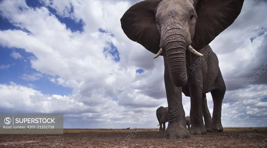 African Elephant (Loxodonta africana) walking, Masai Mara, Kenya