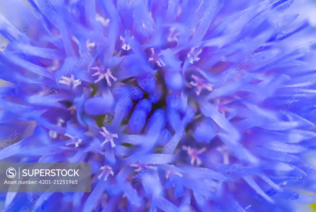 Shepherd's Scabious (Jasione laevis) flowering, France