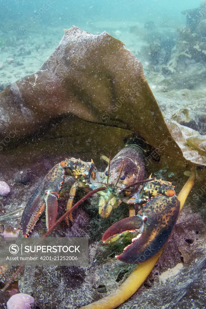 American Lobster (Homarus americanus), Passamaquoddy Bay, Maine