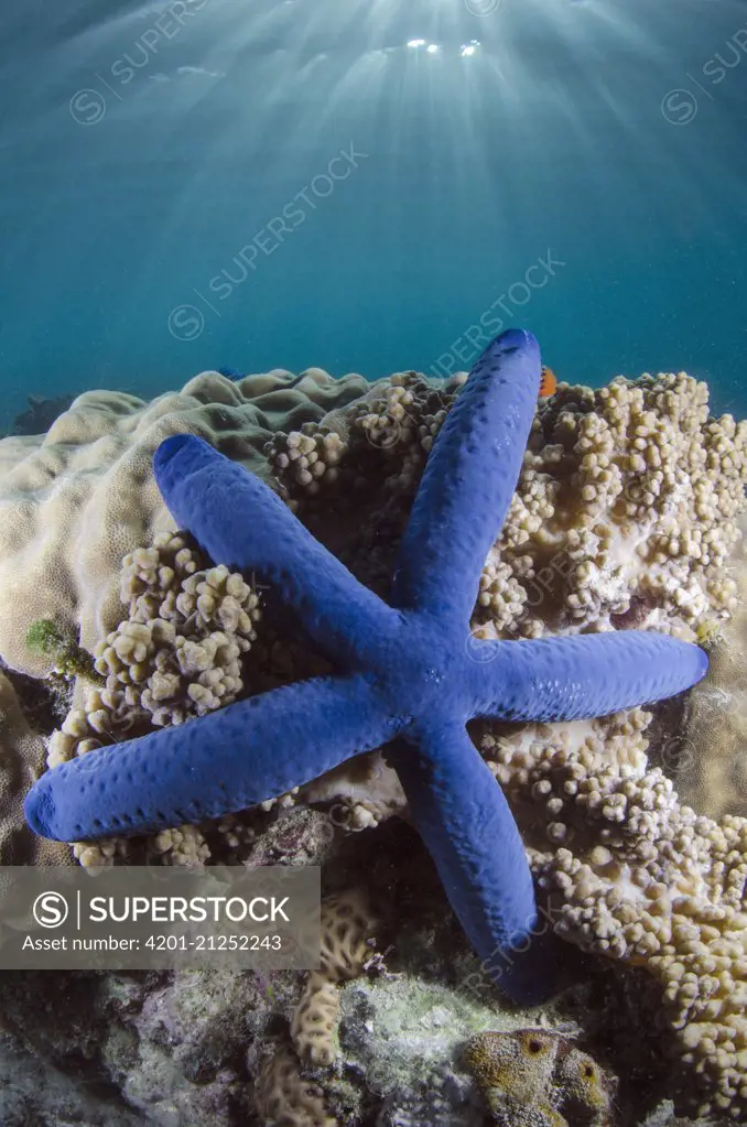 Blue Sea Star (Linckia laevigata), Fiji