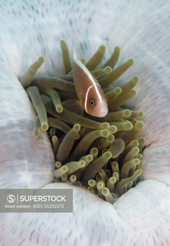 Pink Anemonefish (Amphiprion perideraion) in Magnificent Sea Anemone (Heteractis magnifica), Bali, Indonesia