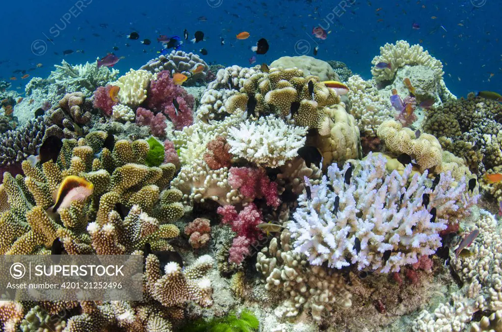 Coral reef showing diversity of corals, Fiji