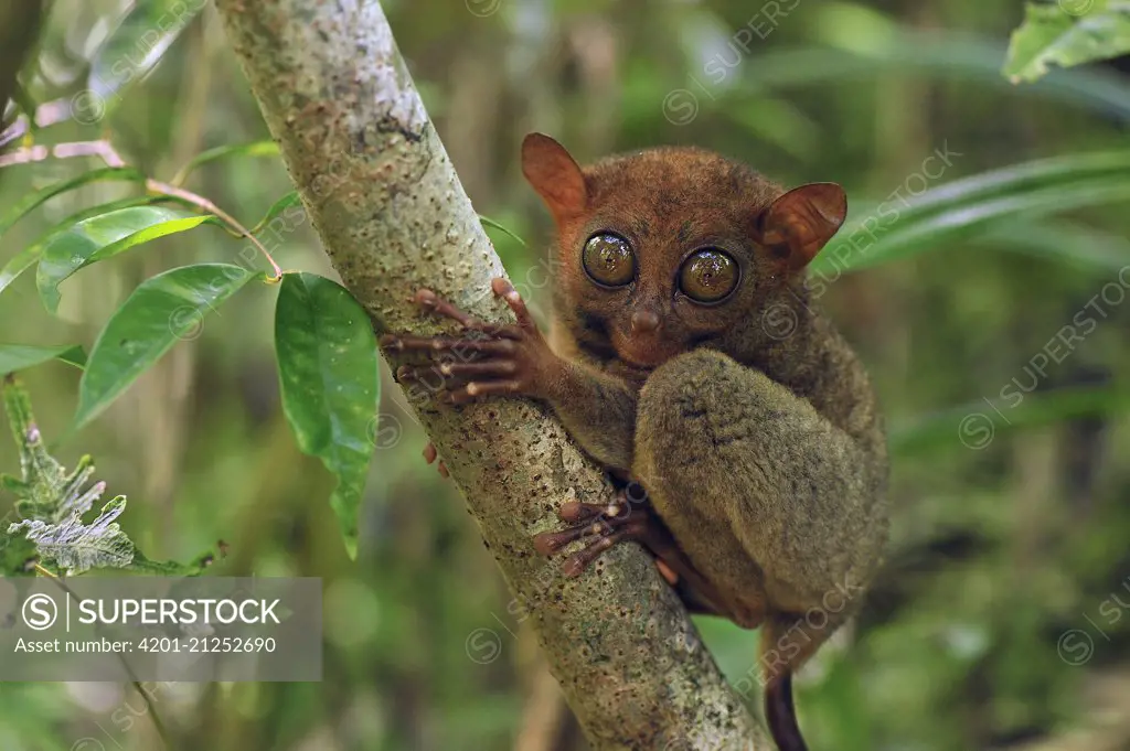 Philippine Tarsier (Tarsius syrichta), Philippine Tarsier and Wildlife Sanctuary, Bohol Island, Philippines