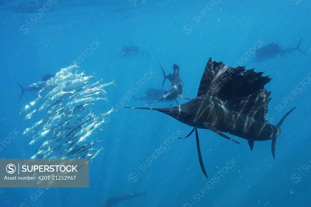 Atlantic Sailfish (Istiophorus albicans) group hunting Round Sardinella (Sardinella aurita) school, Isla Mujeres, Mexico