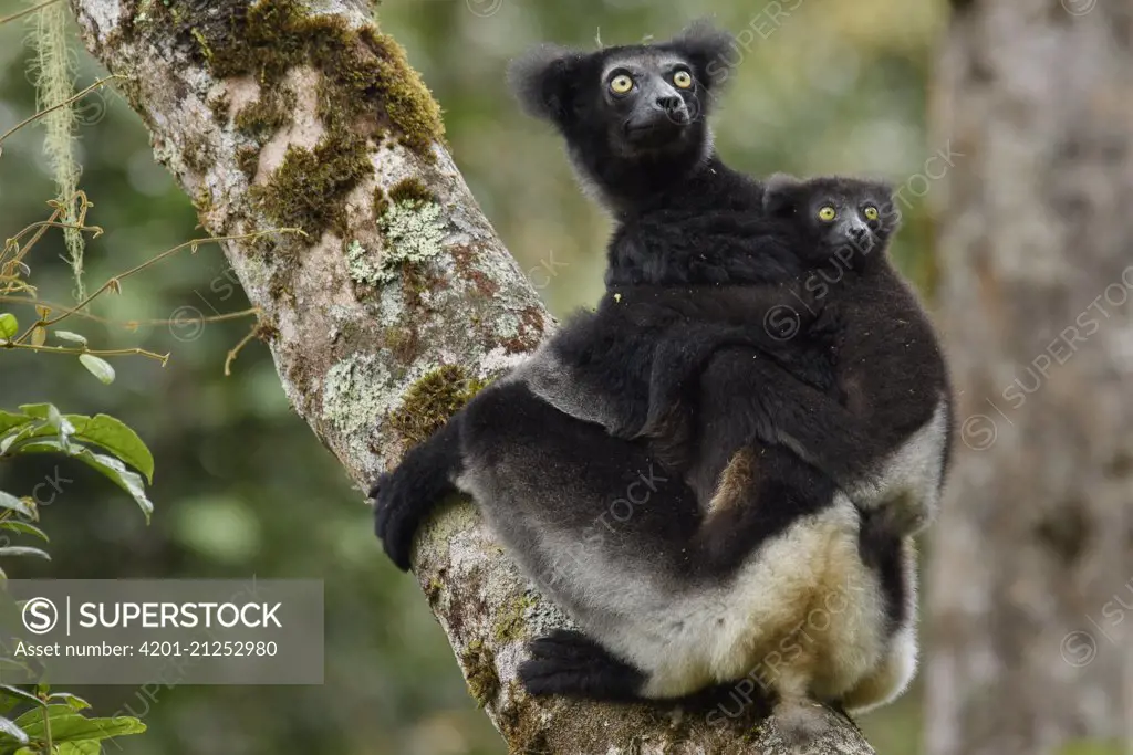 Indri (Indri indri) mother and young, Mantadia National Park, Madagascar