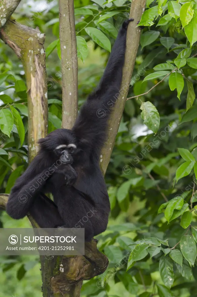 Muller's Bornean Gibbon (Hylobates muelleri) in tree, native to Borneo